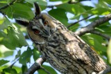 Avec ses 75cm de haut, le Hibou grand-duc est le plus grand  rapace nocturne dEurope 