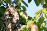 It hunts at night but is perhaps most easily seen perched in a tree in its daytime roost