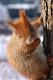 Squirrel in the Ujazdowski park