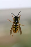 This wasp goes up and down on my kitchens closed window : I profite of a few seconds where she was quiet to take this shot 