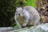 Western Gray Squirrel