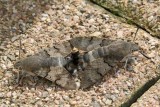 Cet accouplement de moro-sphinx a dur deux heures - Humming birds hawk moths mating during two hours