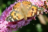 La Belle-Dame est un papillon migrateur qui napparat chez nous quen avril