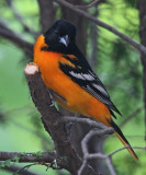 colibri_2013 06 02_0059--oriole-800.jpg