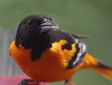 cardinal_2013 06 03_0050_oriole-800.jpg