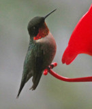 maison_2013 06 06_0110_colibri male-800.jpg