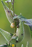 2013 05 Sep_martin-p_0015_plante-insectes-800.jpg