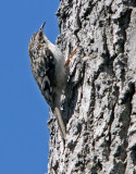 2014 04 24_maison_0014_grimpereau-800.jpg