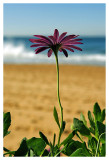 purple daisy
