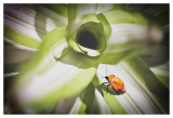 Cotton Harlequin Bug