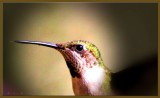 hummingbirds_2014
