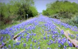Texas Wildflower Trails 2015