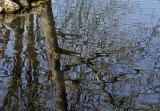 Fun House Mirror Reflections In The Pond