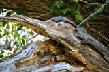 A Duck Hanging Out In The Woods