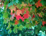If Leaves Can Change Colors, Cant Politicians?