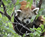 Red Panda