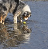 If I Drop My Ball Will That Other Dog Get It?