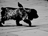 A Pigeon Carrier