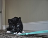 A Little Kitten