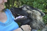 It's the Big Bad Wolf