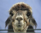 Friendly Alpaca