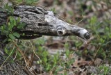 An Anteater