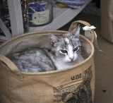 Cat in a Basket