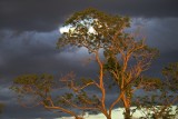 Dancing in the Evening Light