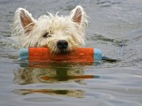 Little Dog, Big Trophy 