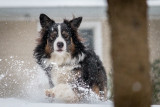 Tug Thinks Blizzards Are Fun