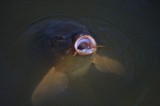 Feed Me!!!!!