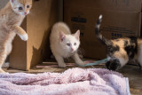 Three Little Kittens Looking For Their Mittens