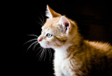 Little Red Boy