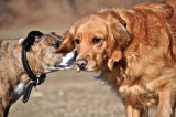 Pssst…You Might Want Your Human To Wipe Your Lip