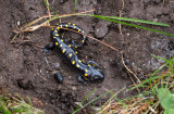 Spotted Salamander