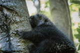 Porcupine