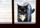 I Promise Not To Put Any More Nose Prints On The Window If You Just Let Me In