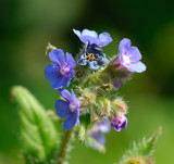 Borage 01.jpg