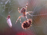 Spider 32.jpg