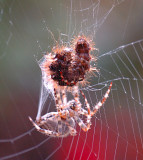 Spider 34.jpg