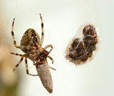 Spider 58.jpg