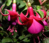 Fuchsia 15.jpg