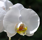 Orchid 30.jpg
