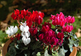 Cyclamen 07.jpg