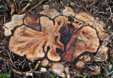 Tree Stump 02.jpg