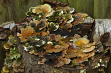 Fungi 34.jpg