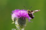 IMGP5039.JPG