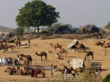 Pushkar Camel Festival