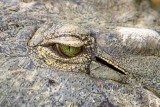 Kalimba Reptile Park, Zambia