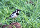 African Pied Flycatcher